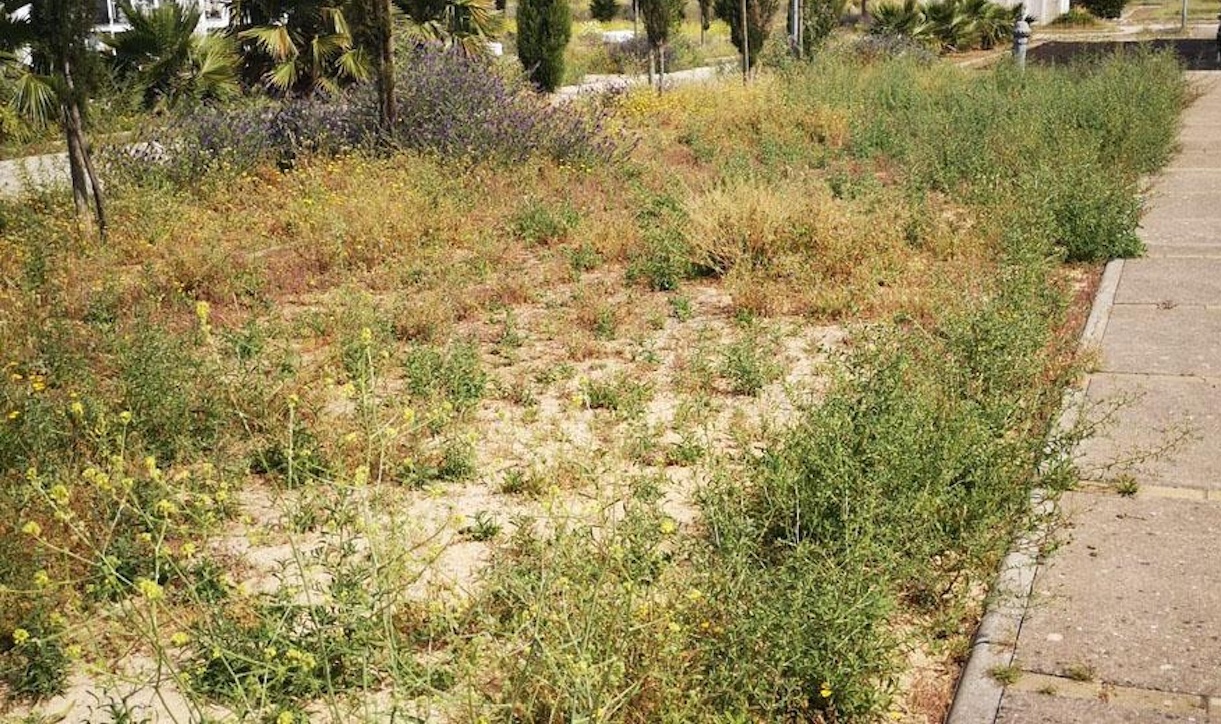 Los usuarios del cementerio de Jerez se quejan de la falta de mantenimiento y de los altos hierbajos