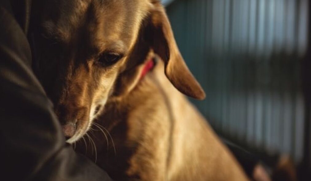 El tanatorio de Torrejón de Ardoz integra un nuevo servicio con perros de terapia para reducir la ansiedad